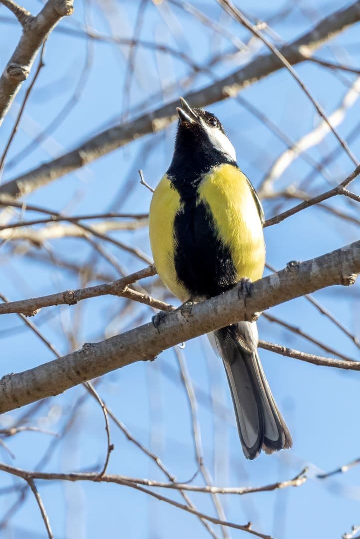 Great Tit sings its song