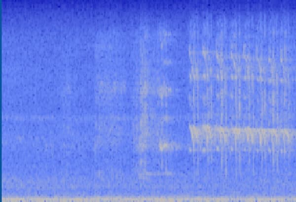 great tailed grackle spectrogram haikubox