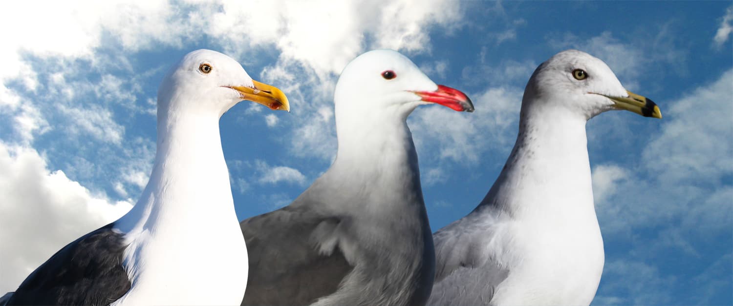 The Beginner Birder's Gull Guide