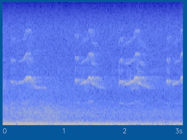 killdeer spectrogram from haikubox