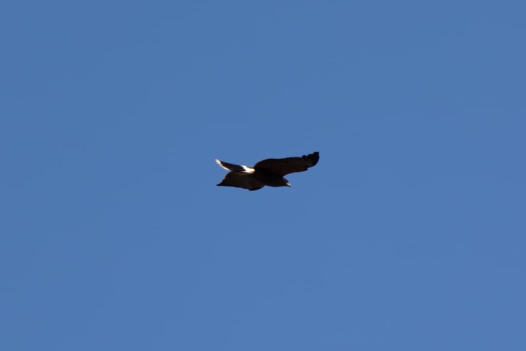 The mystery raptor we saw soaring amongst the vultures.