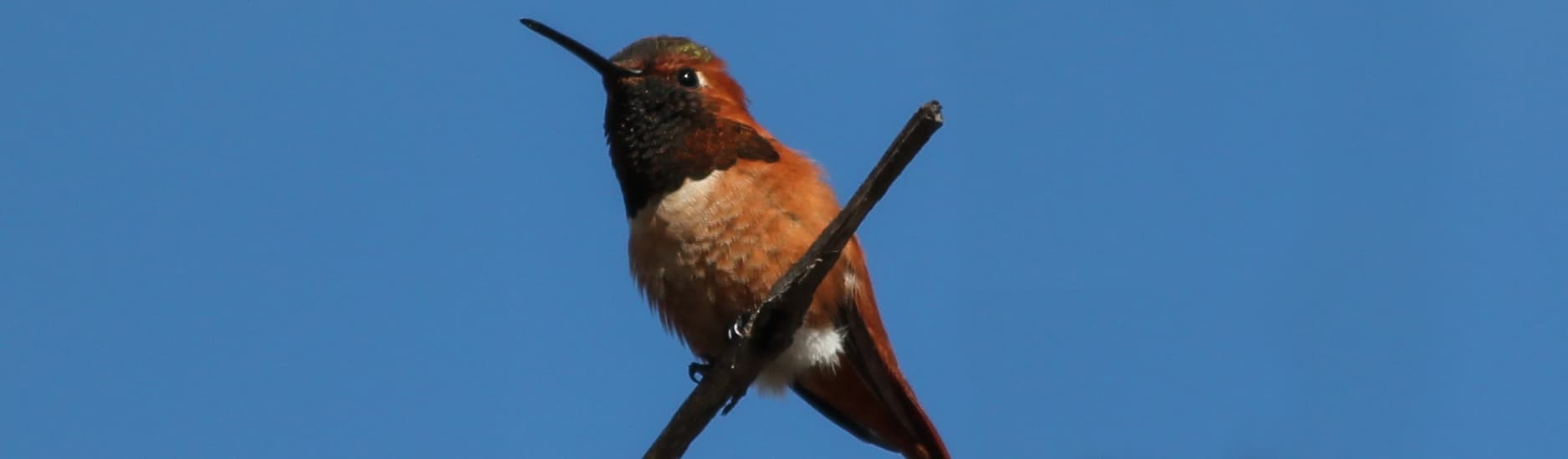Sepulveda Basin – Birding Summary