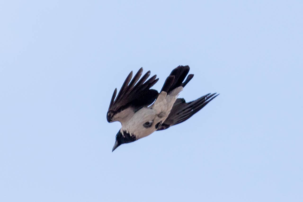 A Hooded Crow dives downward.