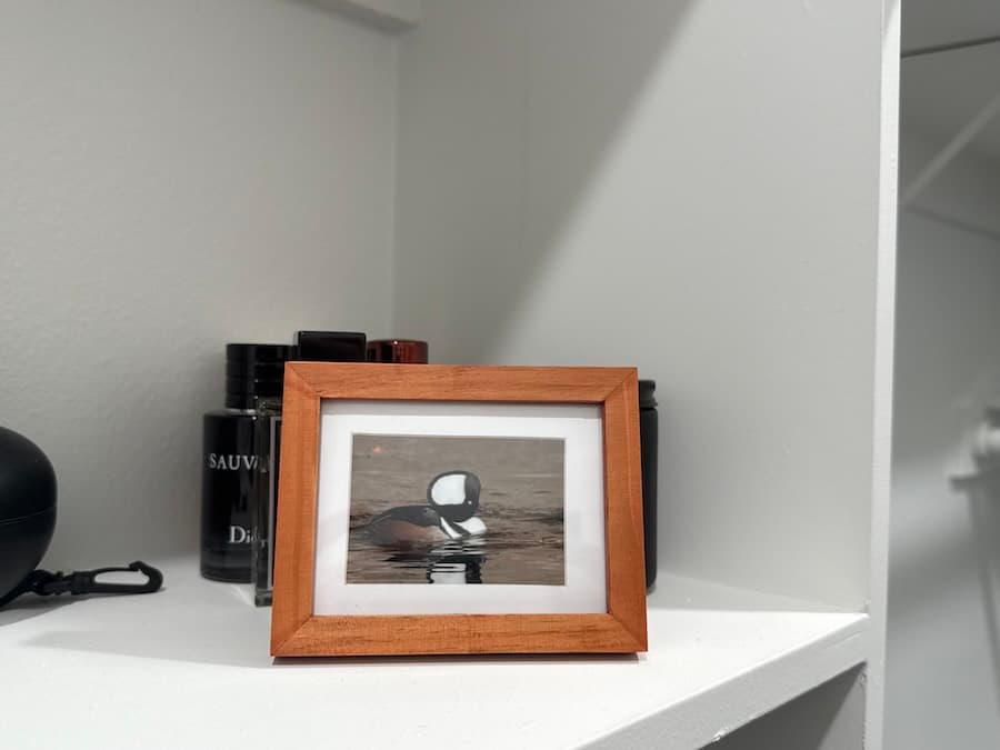 framed hooded merganser photo