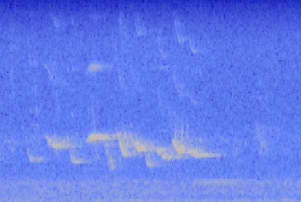 house finch spectrogram on haikubox