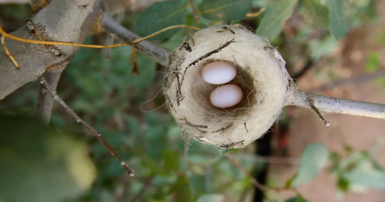 Video: Hummingbird Builds a Nest