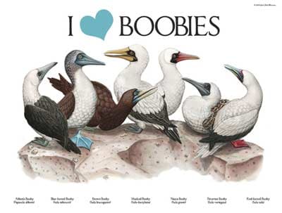 I Love/Heart Boobies Bird Poster