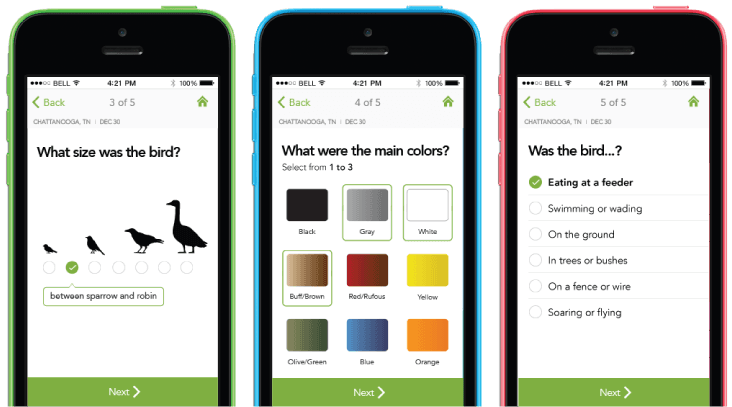 identify birds with app merlin