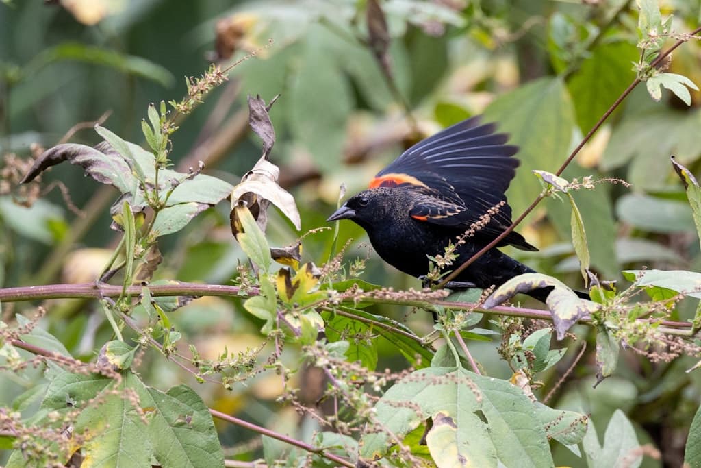 A red winged blackbird opens its wings on a branch 