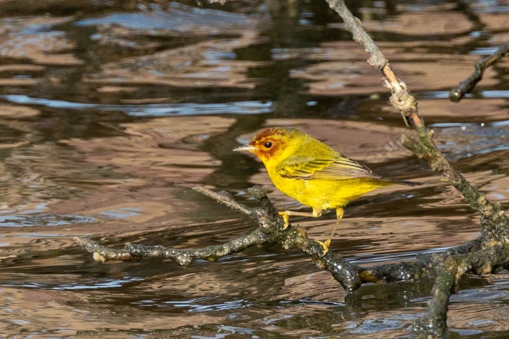 mangrove warbler above water