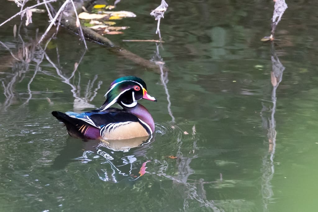 Birding at Brackenridge Park - Avenue A