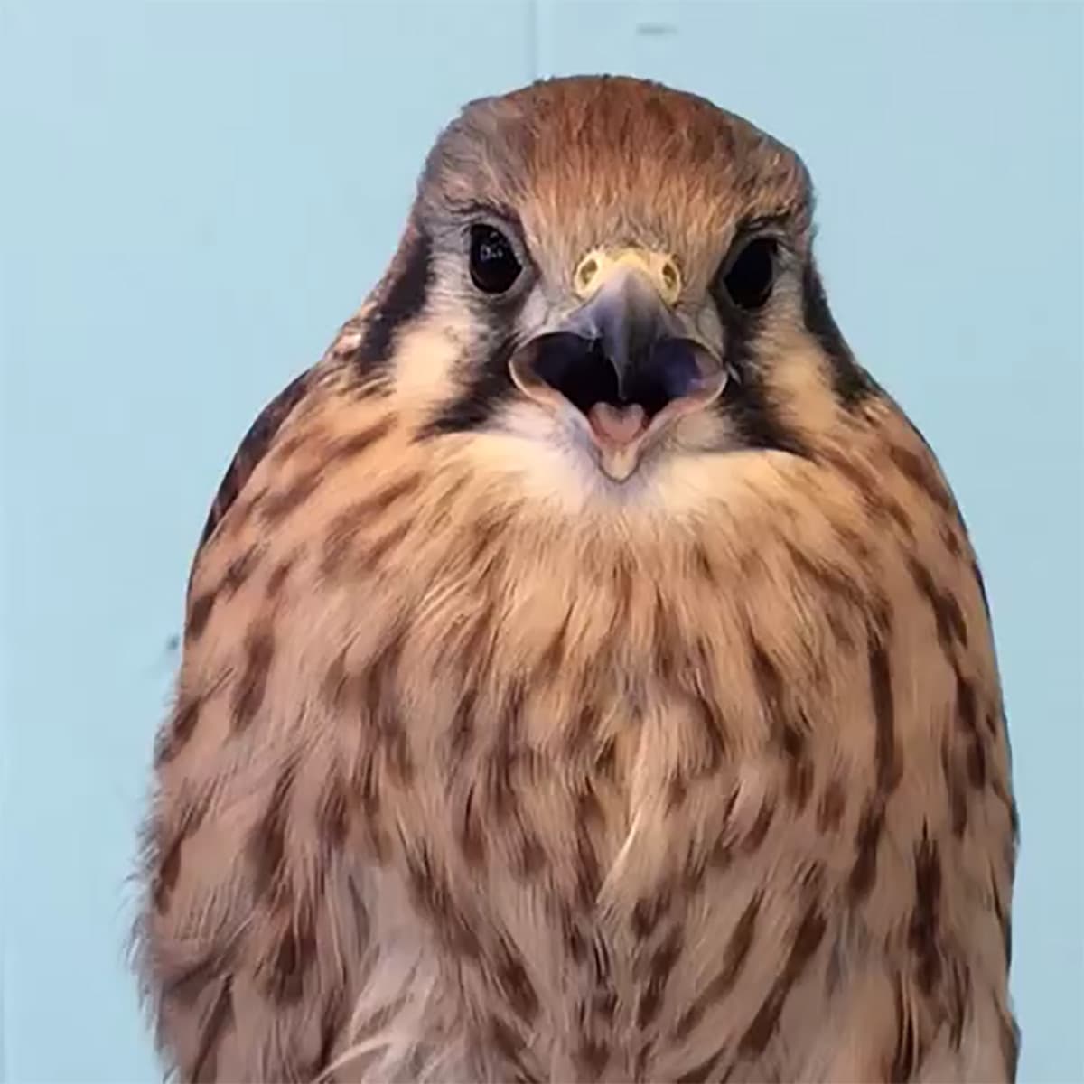 The Best Birds on Tumblr This Week 10/23/15