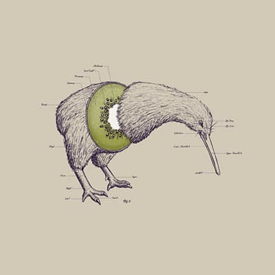 Kiwi Bird Anatomy Print