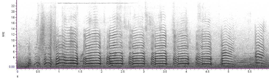 laughing gull spectrogram