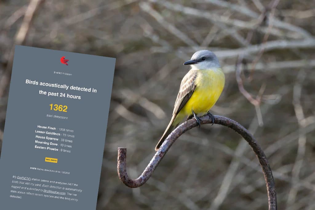Create a live BirdNET-Pi dashboard using WordPress