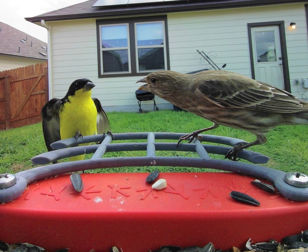 A Lesser Goldfinch intimidated by an aggressive House Finch