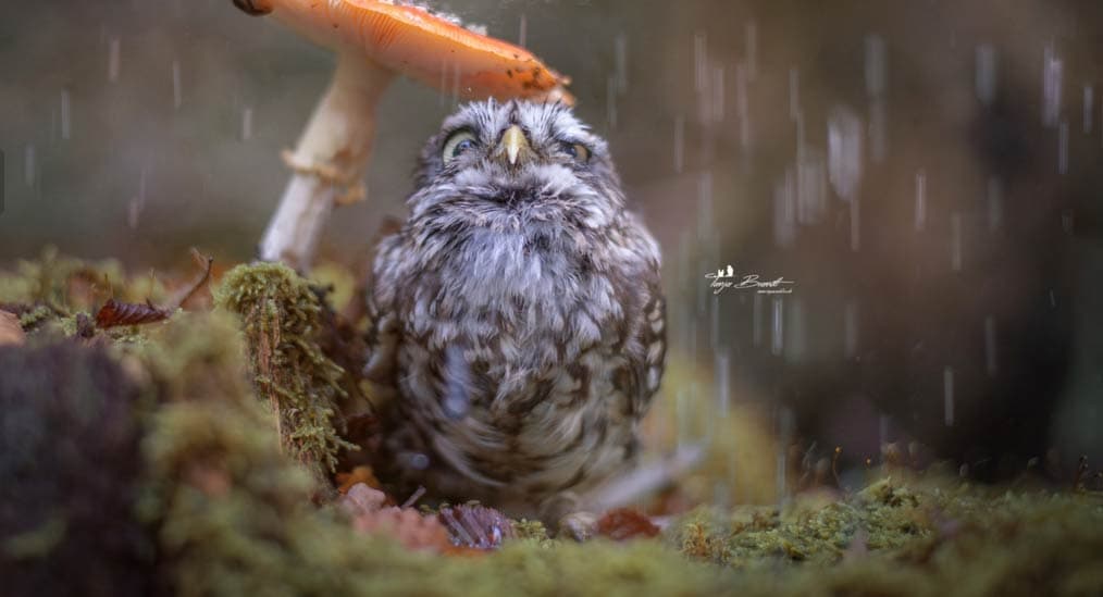 The Best Birds on Tumblr This Week 10/30/15