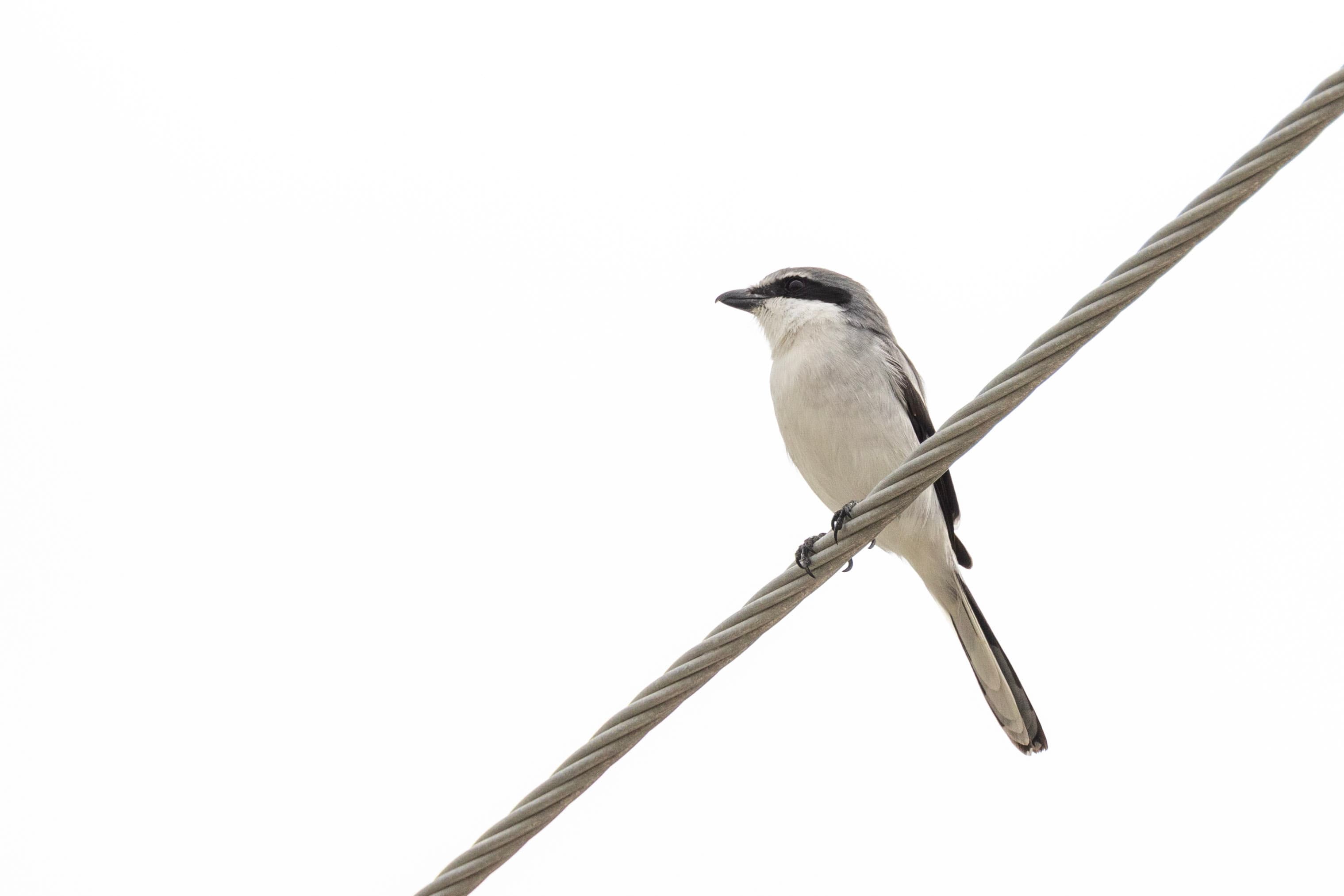 A loggerhead shrike perched on a wire facing left in front of a gray sky