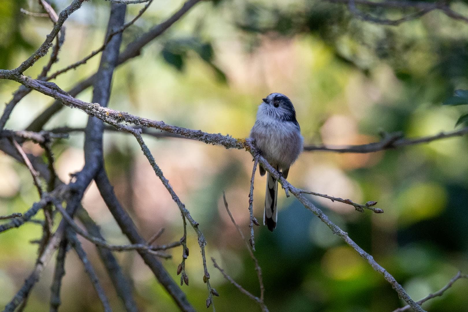 This cute Long-tailed Tit was a lifer for me. I was lucky one decided to hop around some low branches above the trail.