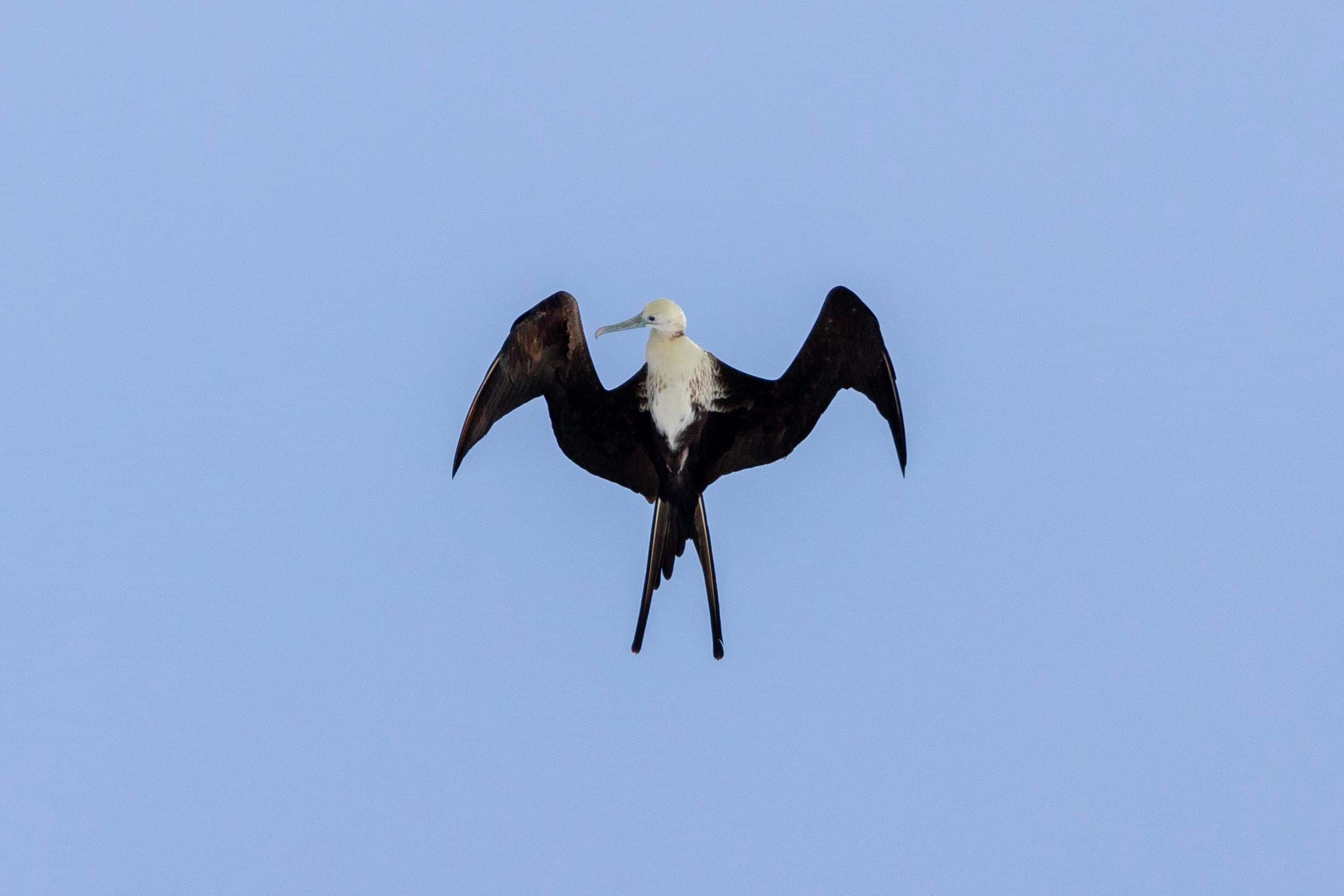 A magnificent frigatebird flies directly overhead 