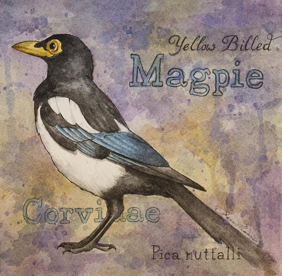 Magpie Watercolor Print