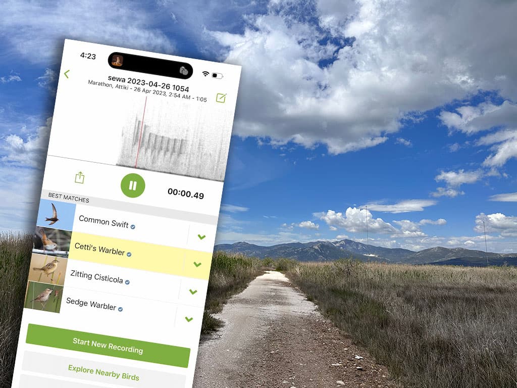 New Merlin Sound ID update: playback highlighting and iCloud backup