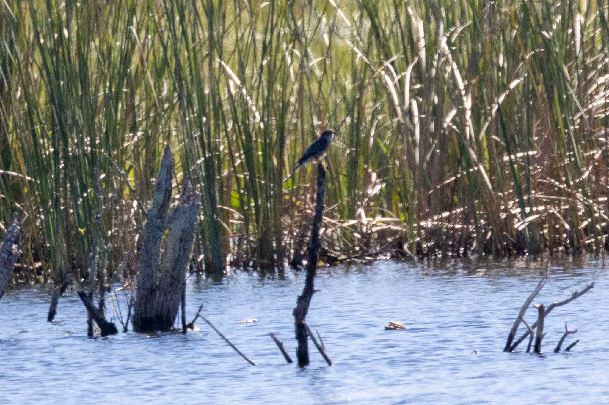 Merlin perched in the reeds.