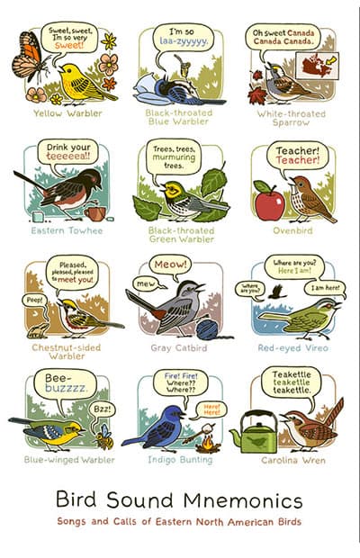 Mnemonic Bird Sounds Poster Eastern North America