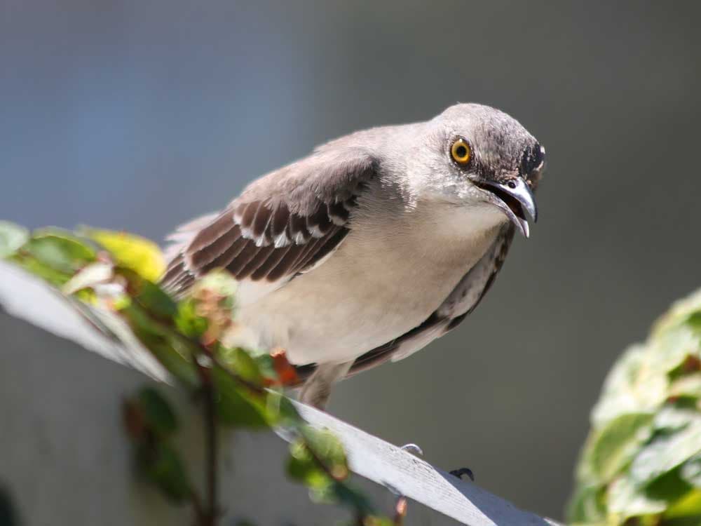 Mockingbird Songs Versus Jazz Musicians. Who mocked who?