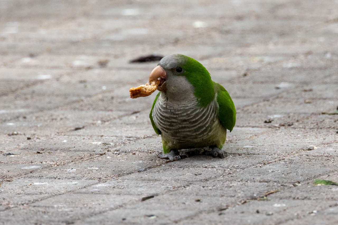 A Monk Parakeet with some bread in a city square.