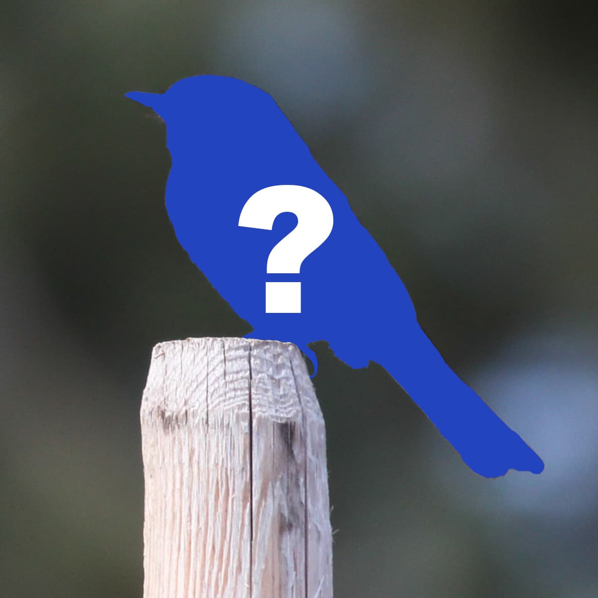 What bird?