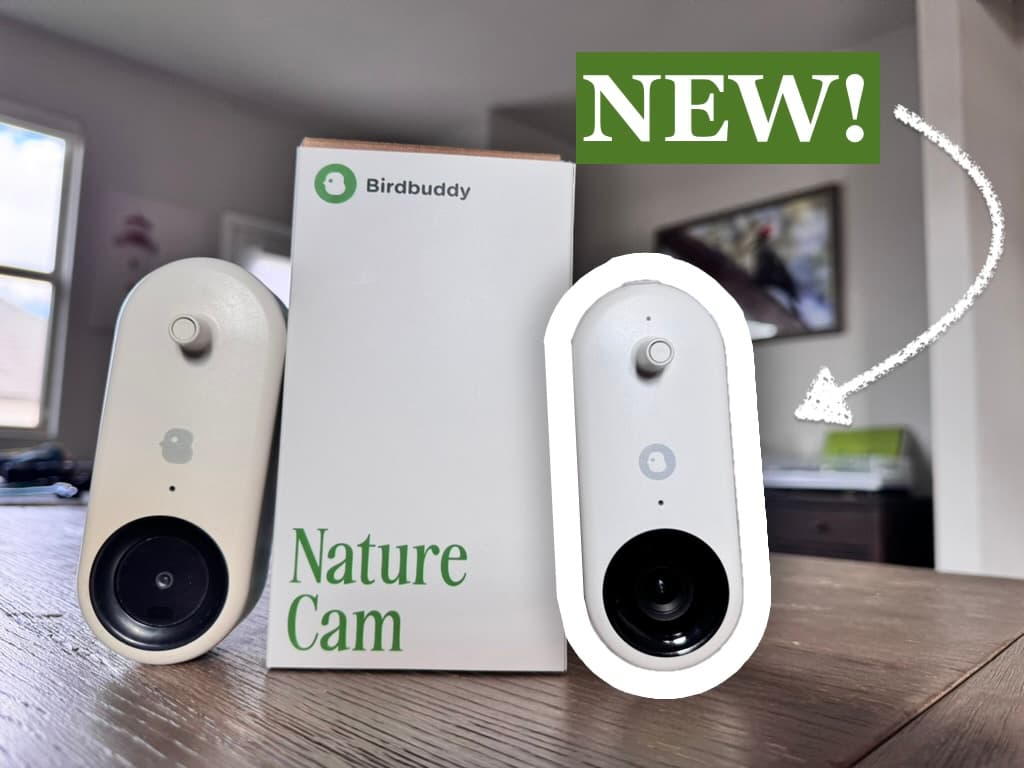 Bird Buddy Smart Bird Feeder PRO Review - Plus 2 Years with the Original