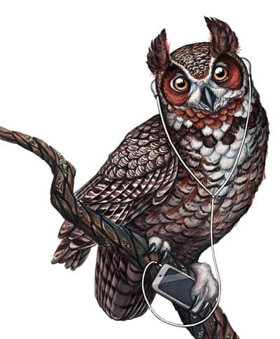 Owl with Headphones