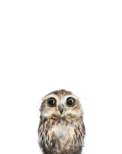 Little Owl
