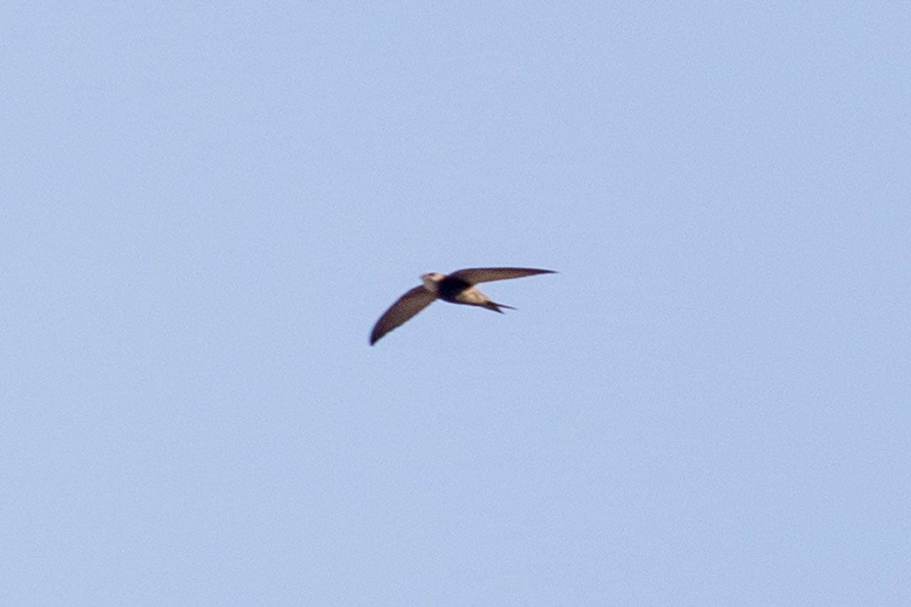 The Pallid Swift has curved wings, a dark gray body, and a white throat.