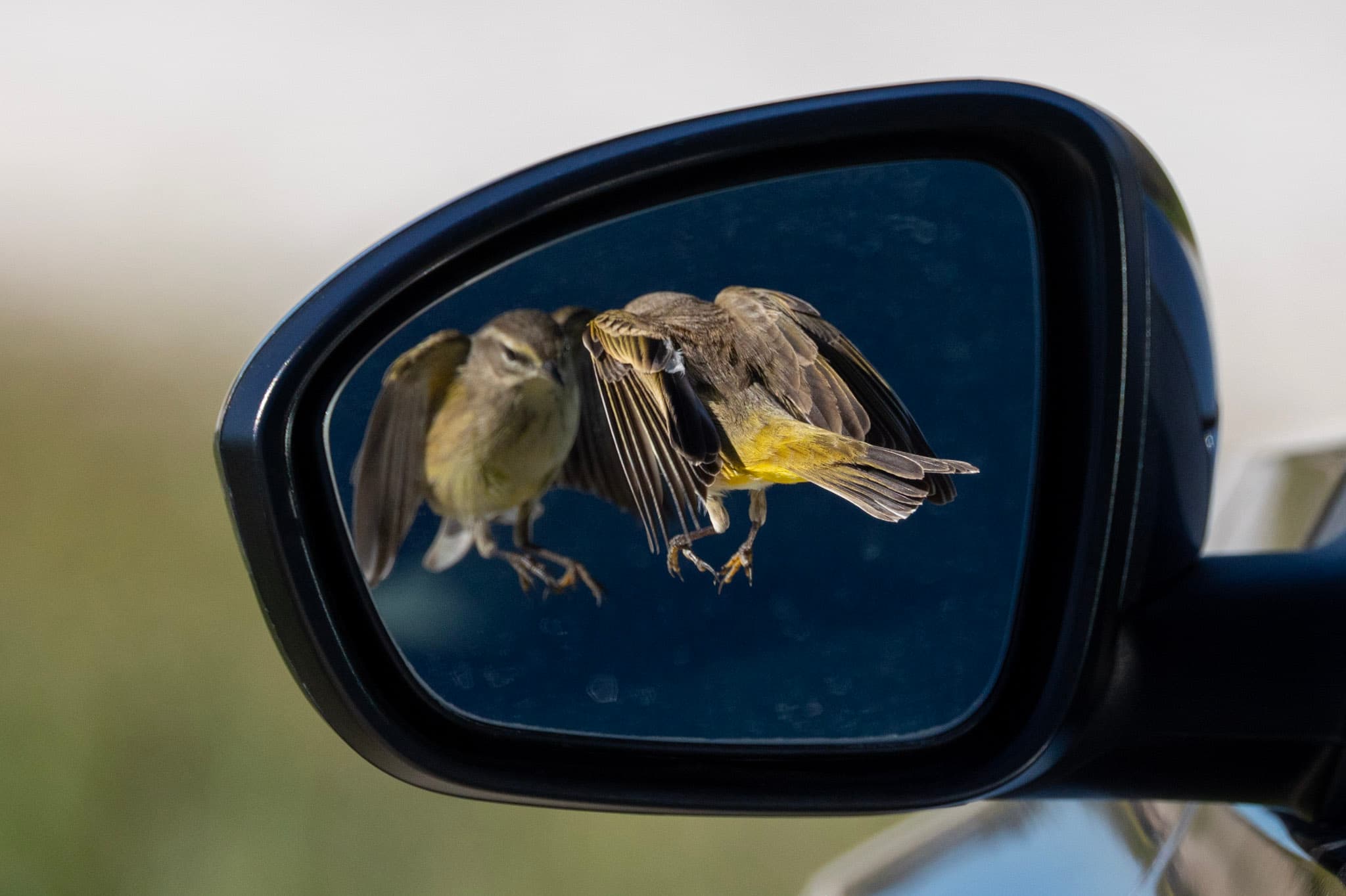 Palm warbler attacks its reflection in car mirror at lake apopka 