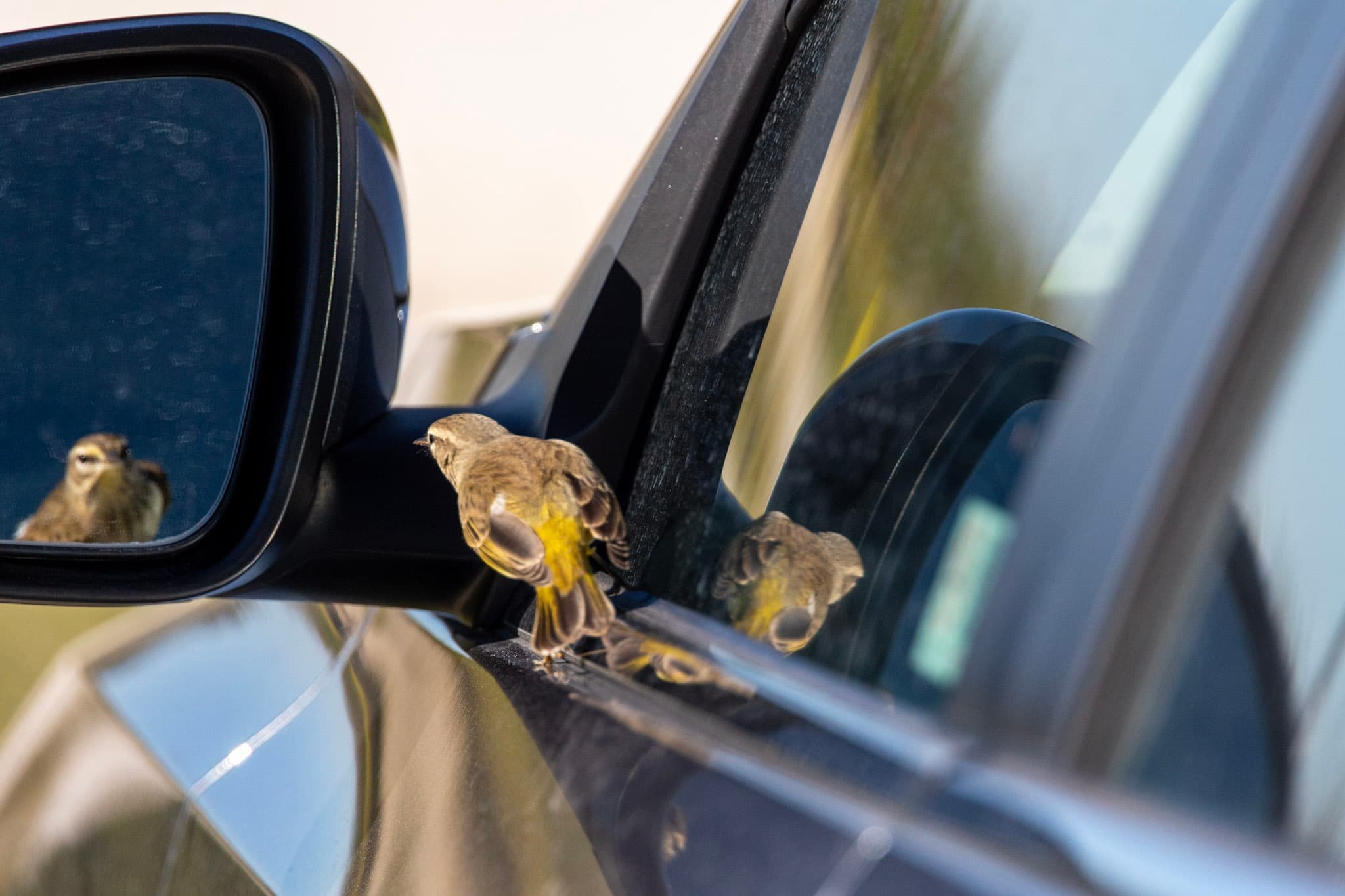 Palm warbler looking at its reflection in a side view mirror 