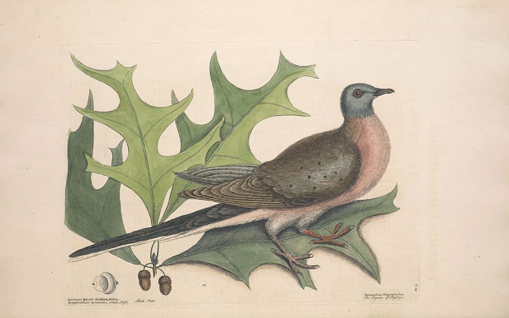 Passing on the History of the Passenger Pigeon