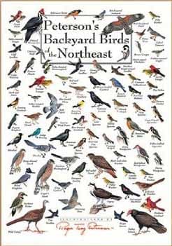 Backyard Birds of Northeast North America Poster