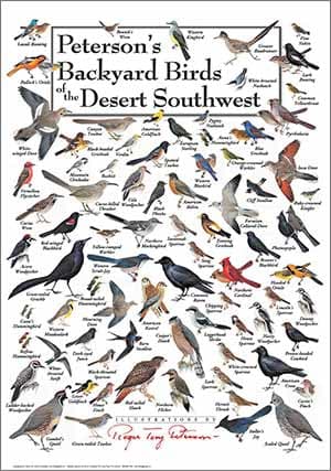 Backyard Birds of Desert Southwest North America Poster