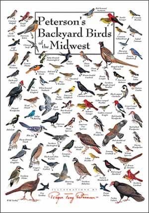 Backyard Birds of Midwest North America Poster