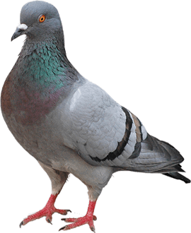 pigeon