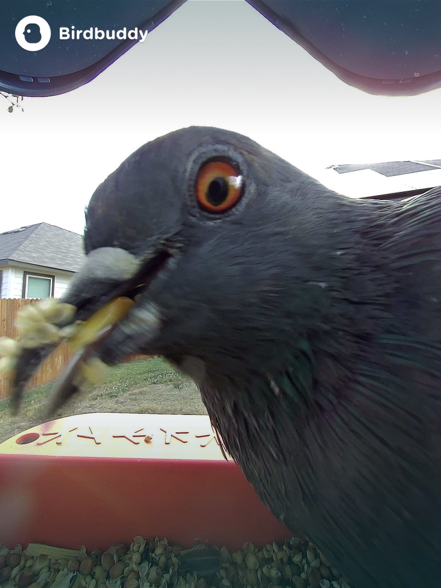 HELLO pigeon photo