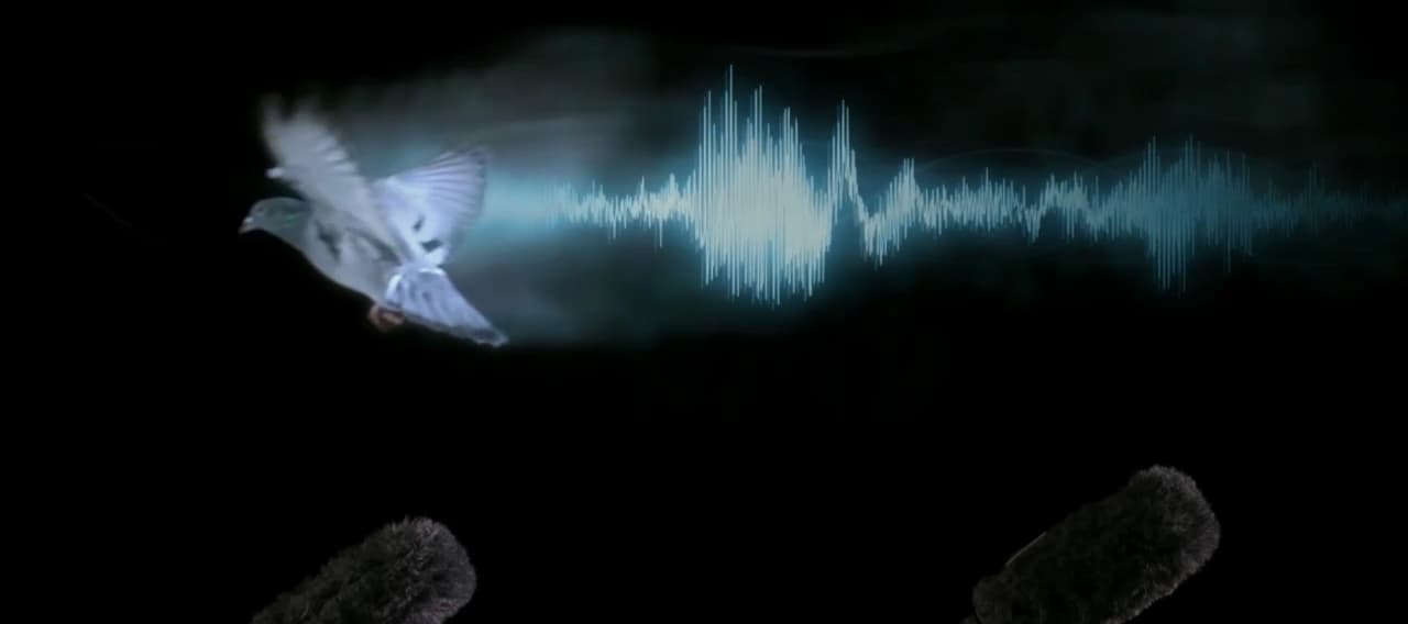 You'll Never Hear It Coming: Examining The Silent Flight of The Owl