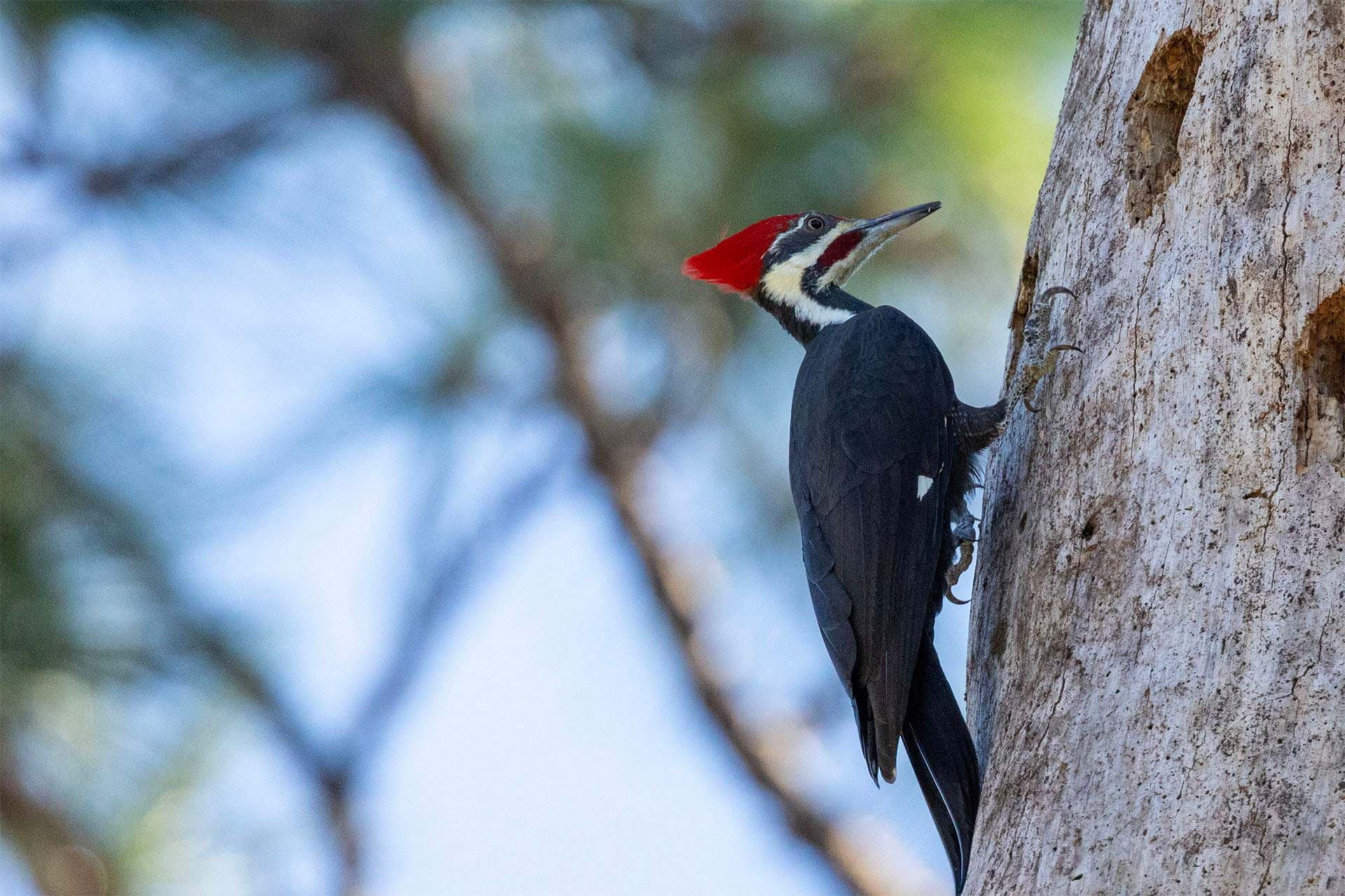 QUIZ: What kind of bird are you?