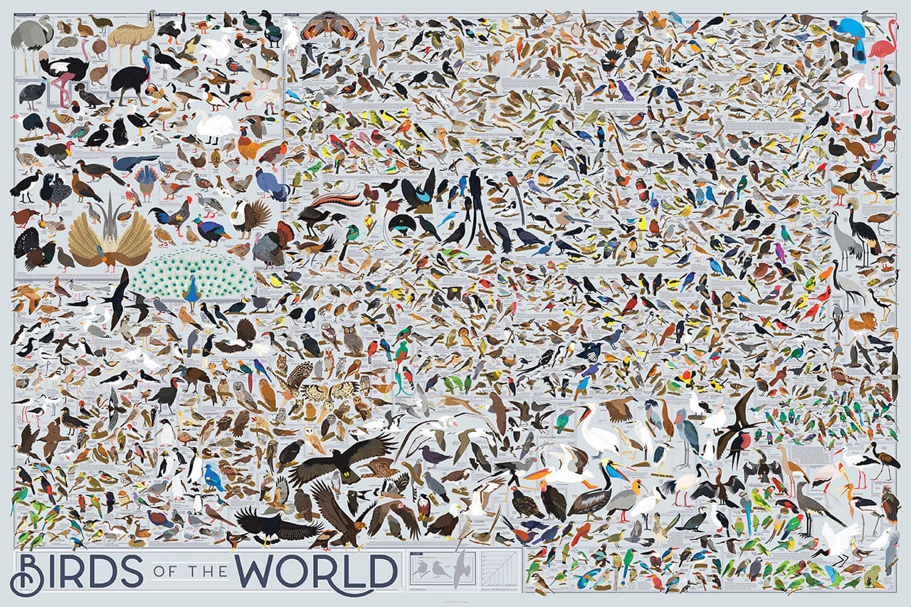 Birds of the World Poster - 1,100+ Species