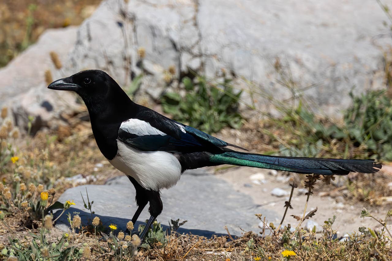 A profile of a magpie at the Parthenon