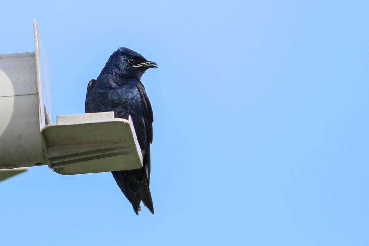 purple-martin-perched-on-nesting-box-in-san-antonio-texas