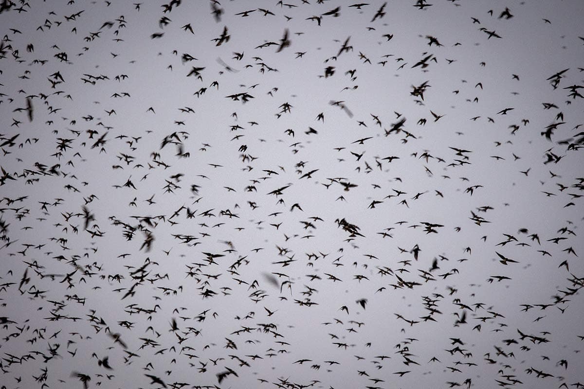 Thousands of Purple Martins swarm and roost in Austin, Texas