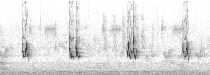 Parabolic microphone recording of a Red-eyed Vireo